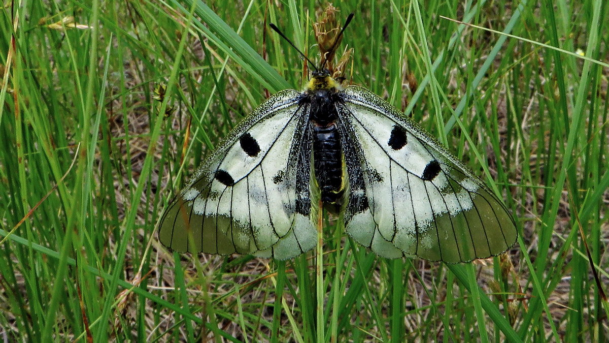 Семейство Парусники (Papilionidae)  Мнемози́на (лат. Parnassius mnemosynе), - vodonos241 