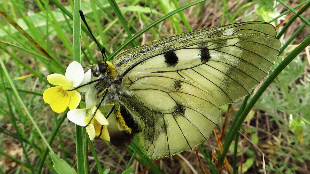 Семейство Парусники (Papilionidae)Мнемози́на (лат. Parnassius mnemosynе), - vodonos241 