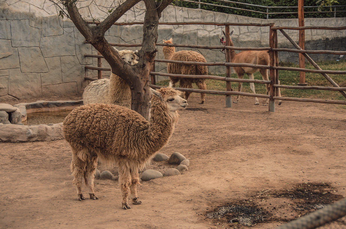 Альпака. Зоопарк Перу ЛИМА. 01.11.2018 - Svetlana Galvez