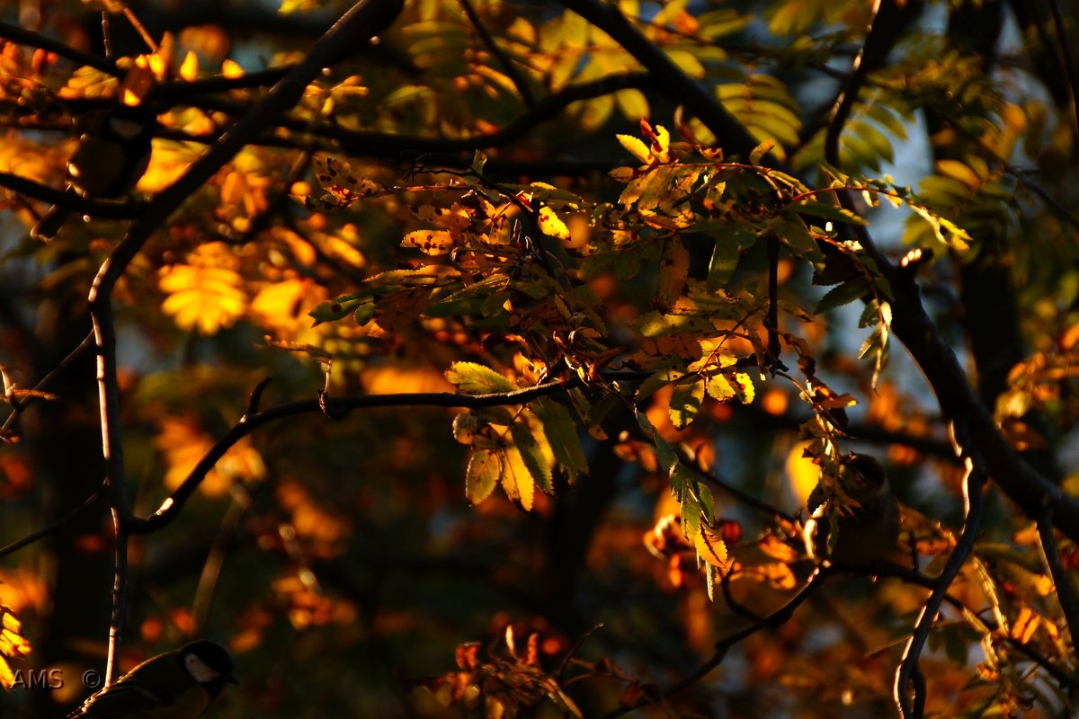 Осень-чудесница - kolyeretka 