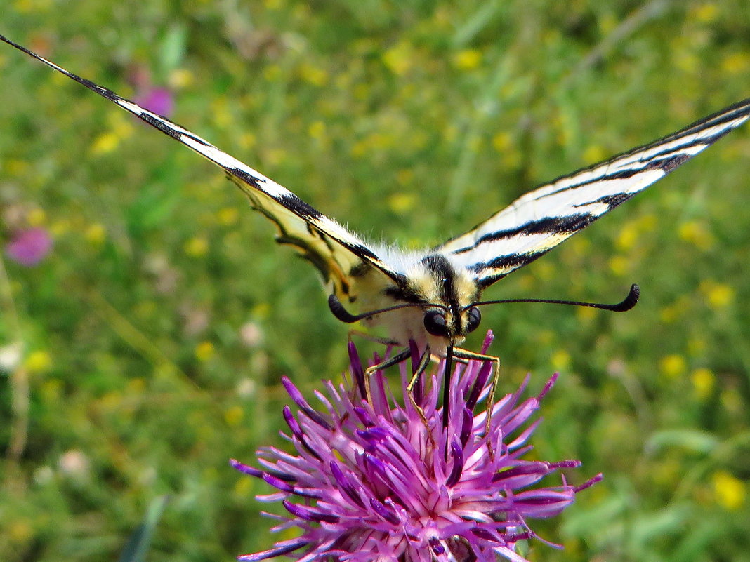 Семейство Парусники (Papilionidae).Подалирий (лат. Iphiclides podalirius) - vodonos241 
