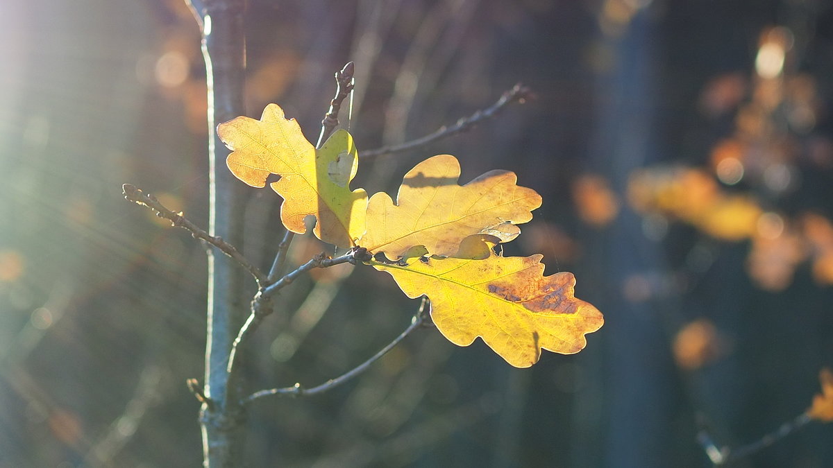 Блики солнечного ноября - wea *