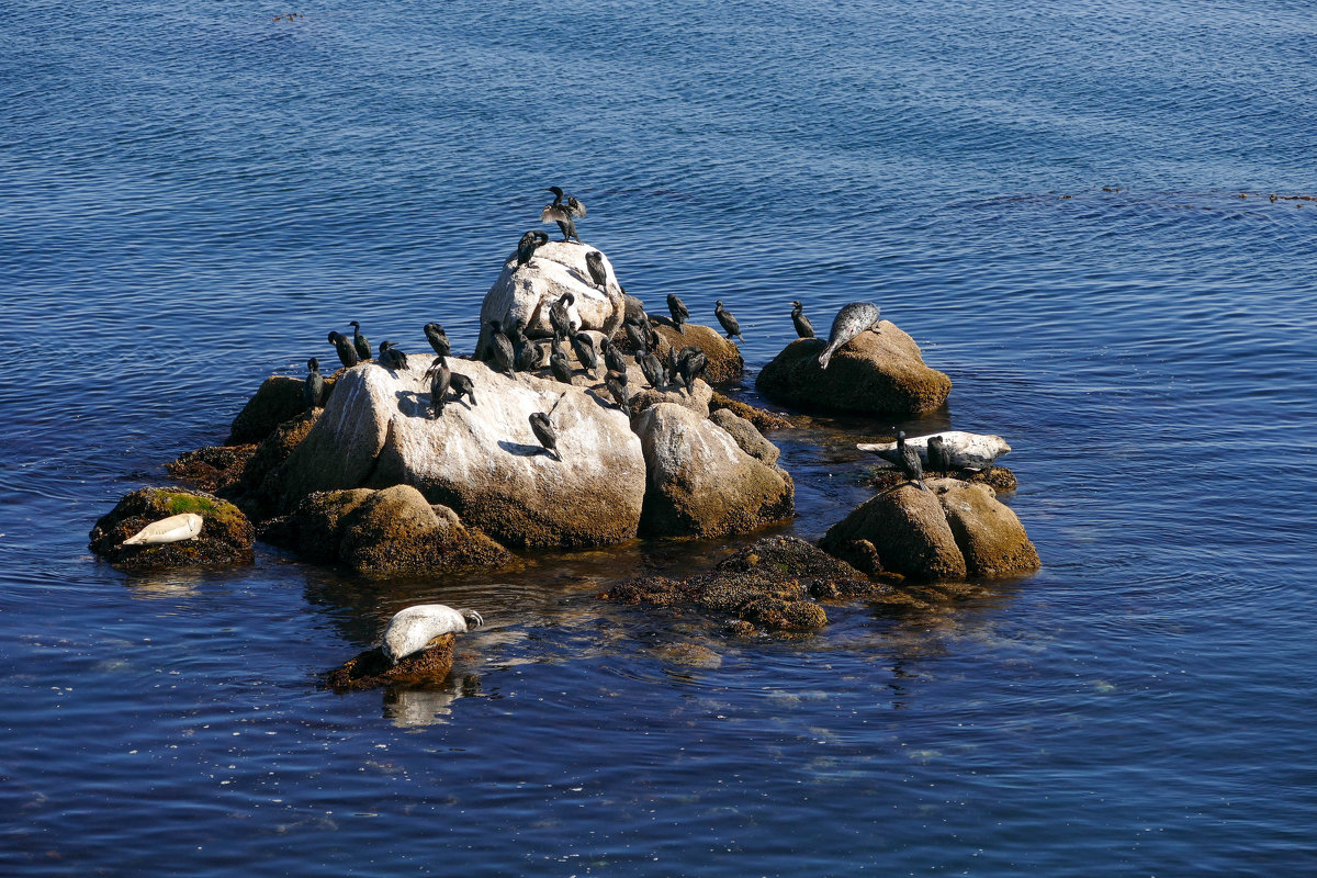 Тюлени и птицы в заливе Монтерей.... - Юрий Поляков