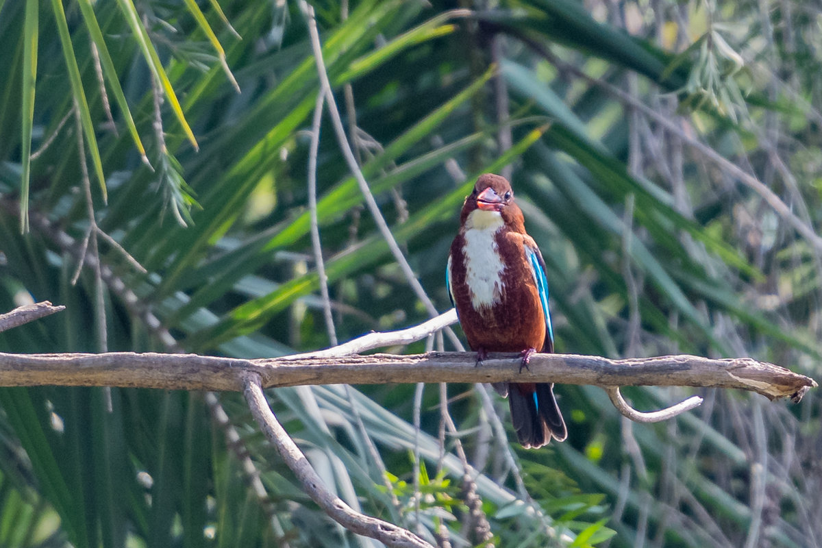 Kingfisher - Oleg 