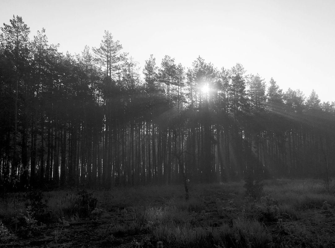 Утро в сосновом лесу. - Sergii Ruban