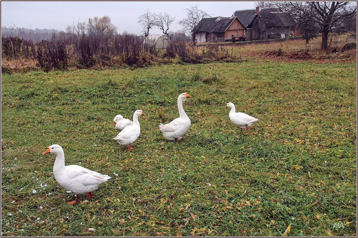 *** - Роланд Дубровский