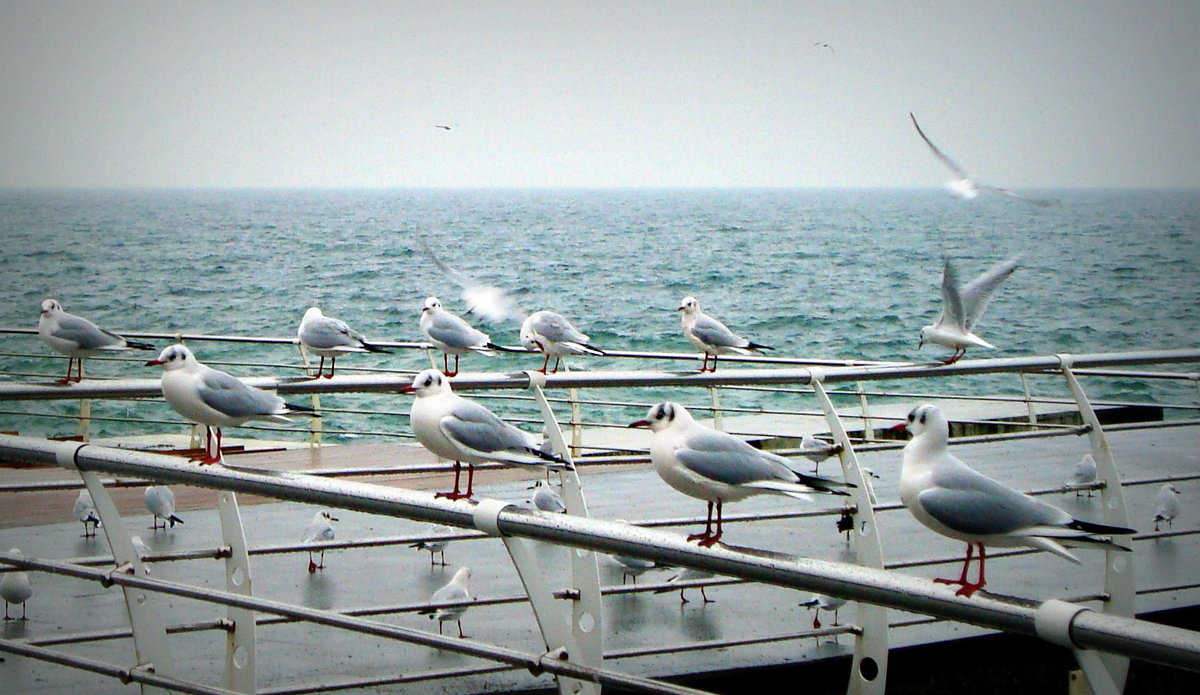 Чайки на море - Евгения Х