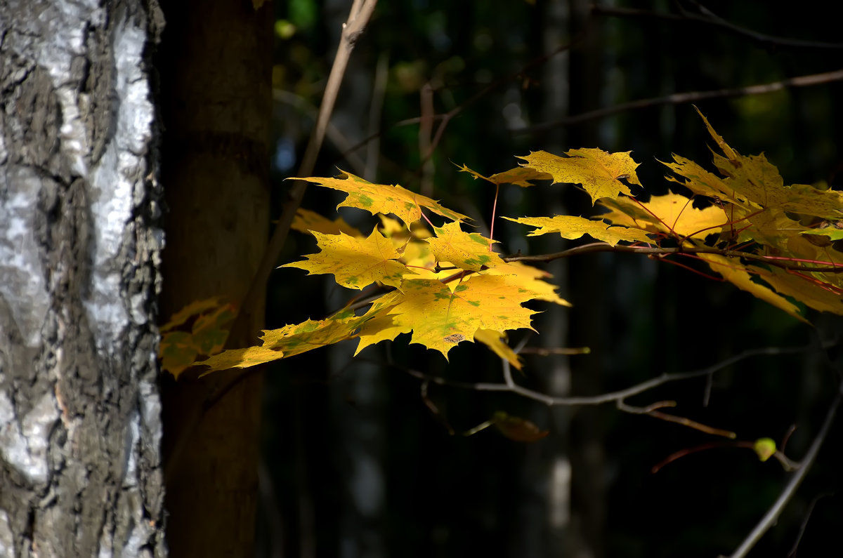 Осение листья - Дмитрий С.