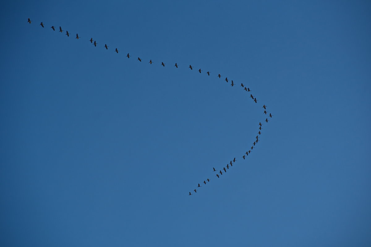 Вереница птиц в небе