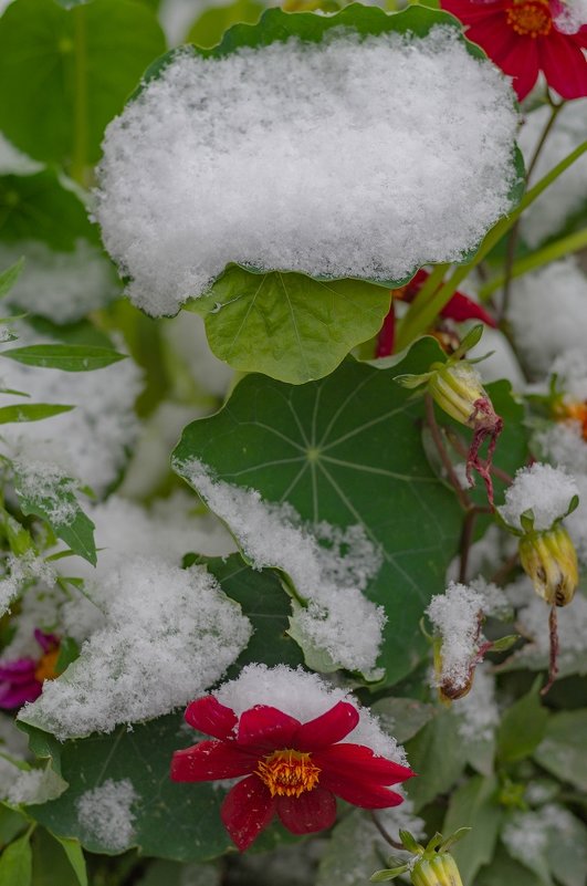 Цветы в снегу. - Serge Lazareff