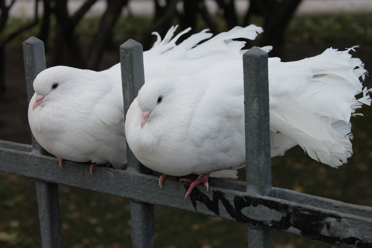 Питеские голуби - Виктория 