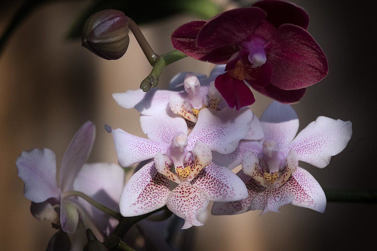 Phalaenopsis Philadelphia - Евгений 