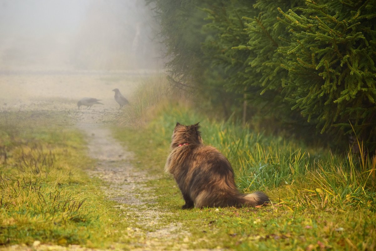 Кошку бы не потерять в таком тумане...) - Татьяна Глинская