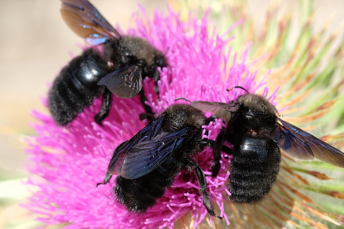 Пчелы-плотники - wea *