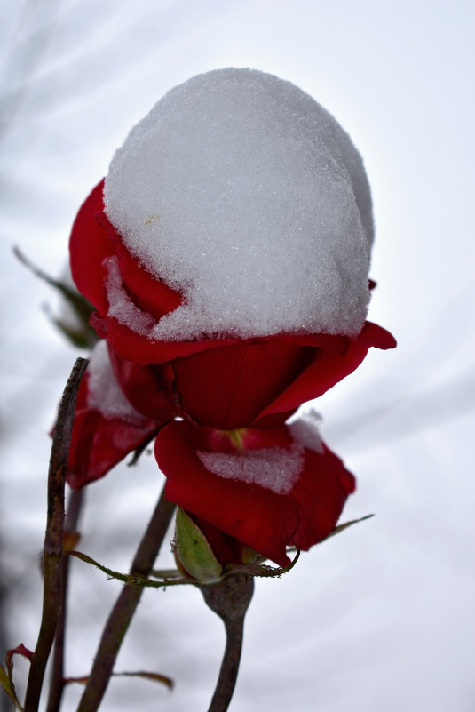 07047 Роза в снегу 67 см