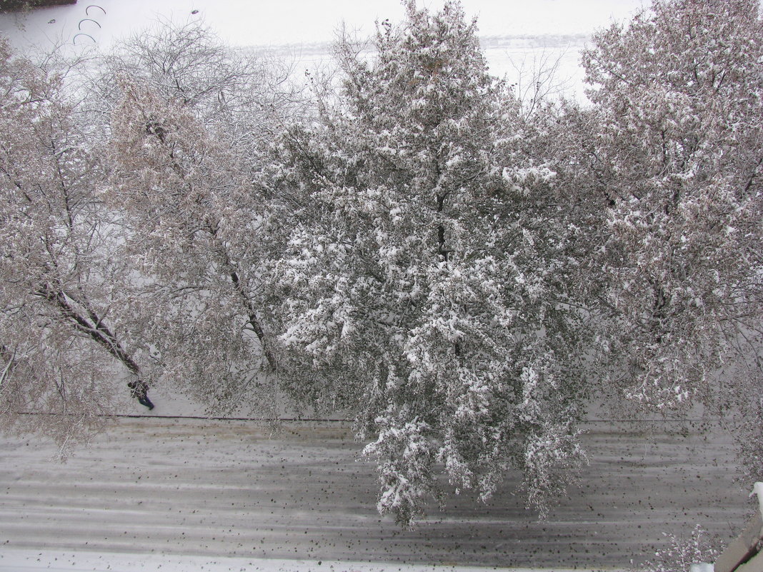 Деревья в снегу. - Валерьян Запорожченко