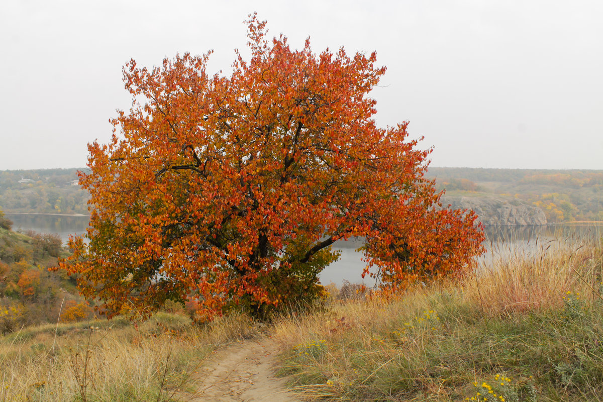 Осень - Елена 