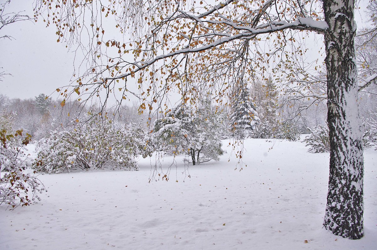 Первый снег (5) - Nina Karyuk