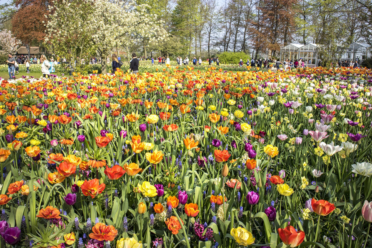 Королевский парк цветов Кёкенхоф (Keukenhof) - Константин Подольский