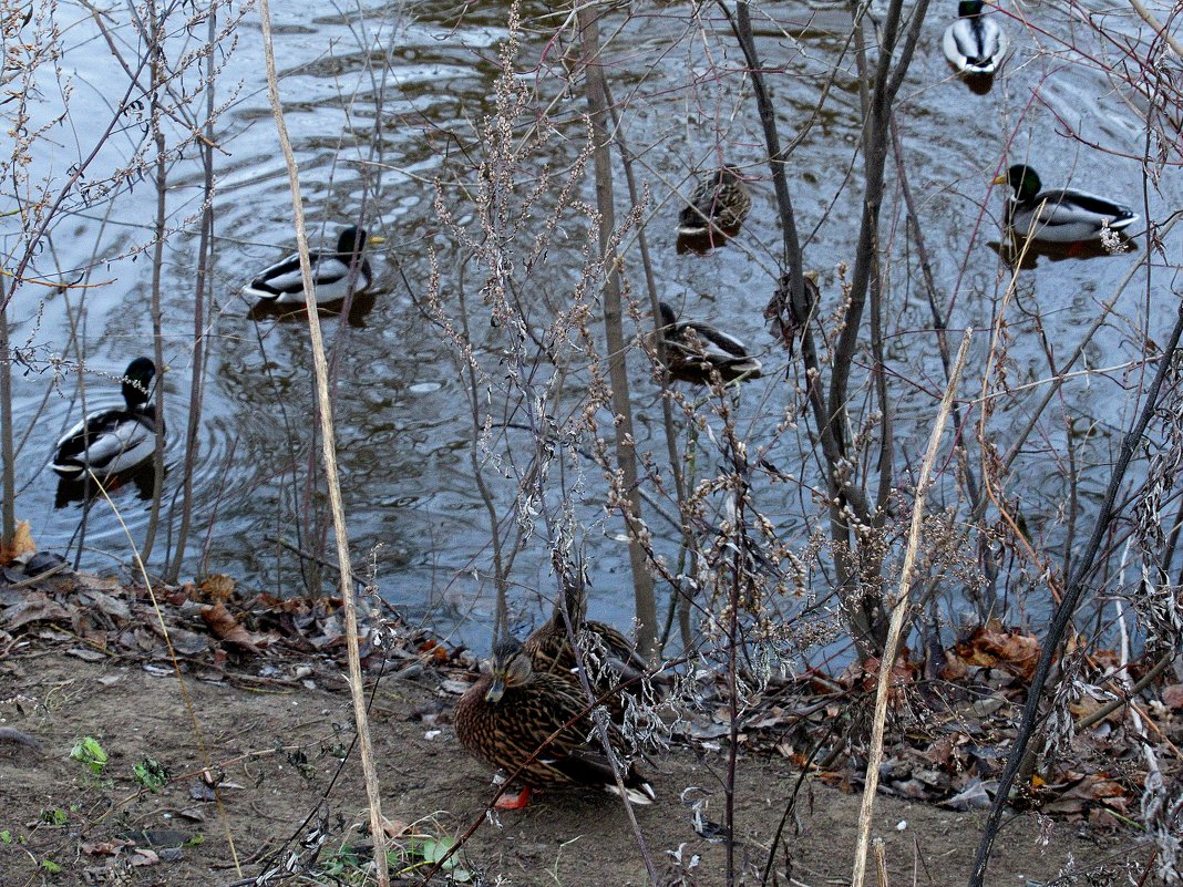 Утки знают - можно зиму переждать, выбрав подходящее местечко - незамерзающая речка - Елена Павлова (Смолова)