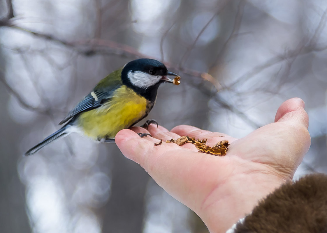 покормите птиц - Ирина Масальская