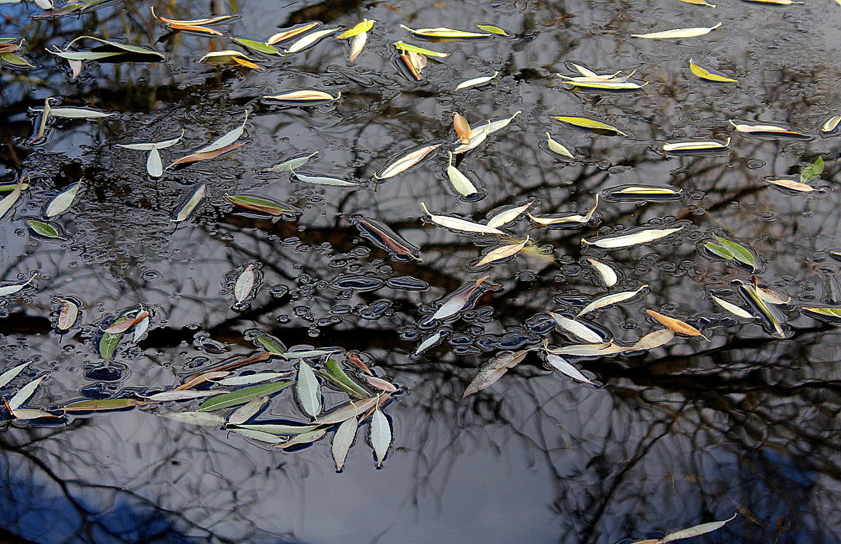 Листья на льду - жанна нечаева