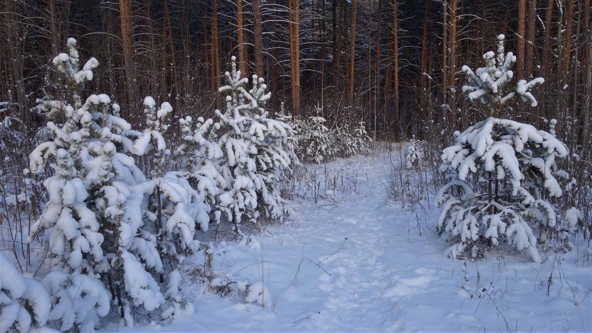 Зимний лес - Елена П