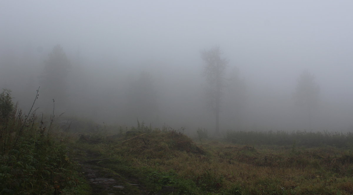 Туманный лес - Олег Хайдуков