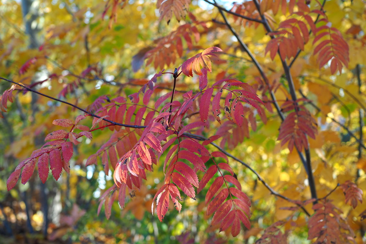 Осенняя палитра листьев - wea *