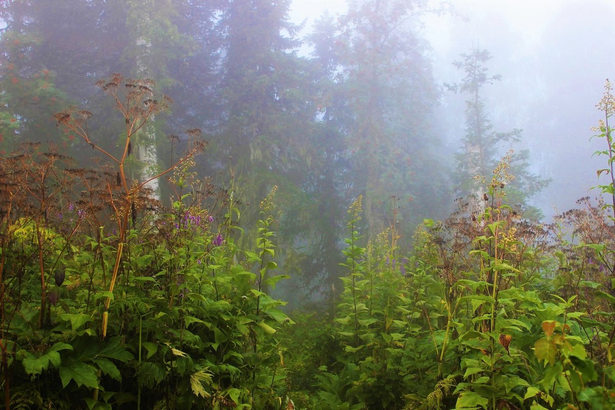 В тумане лес - Сергей Чиняев 