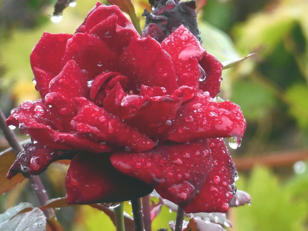 Розы... розы... (дожди) - Вячеслав Медведев