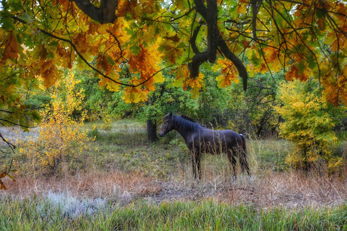 Конь в лесу - Денис Козьяков