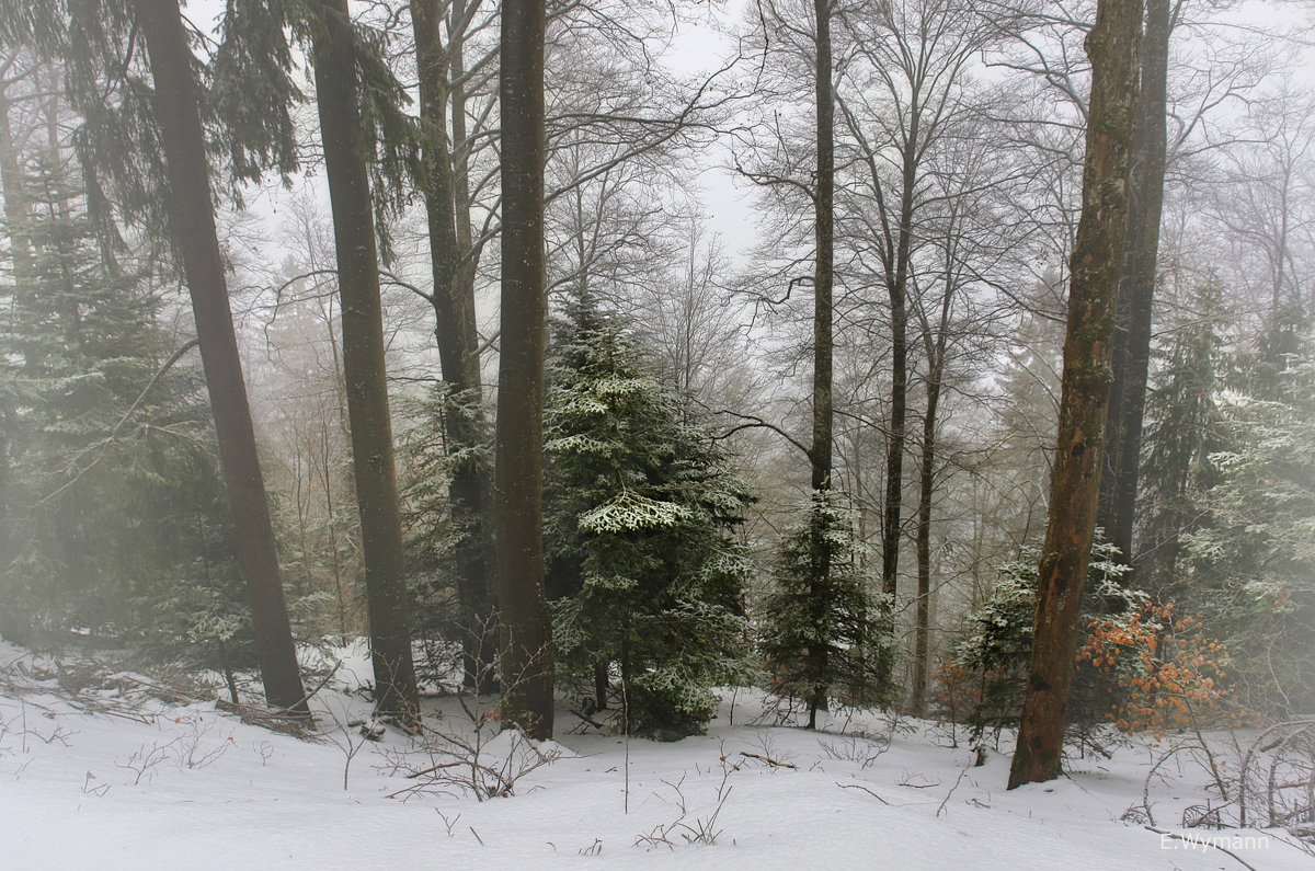 туман в зимнем лесу - Elena Wymann