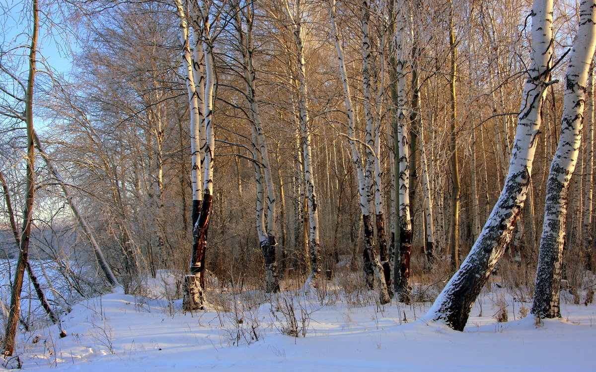 Зимний лес - это сказочный сон... - Нэля Лысенко