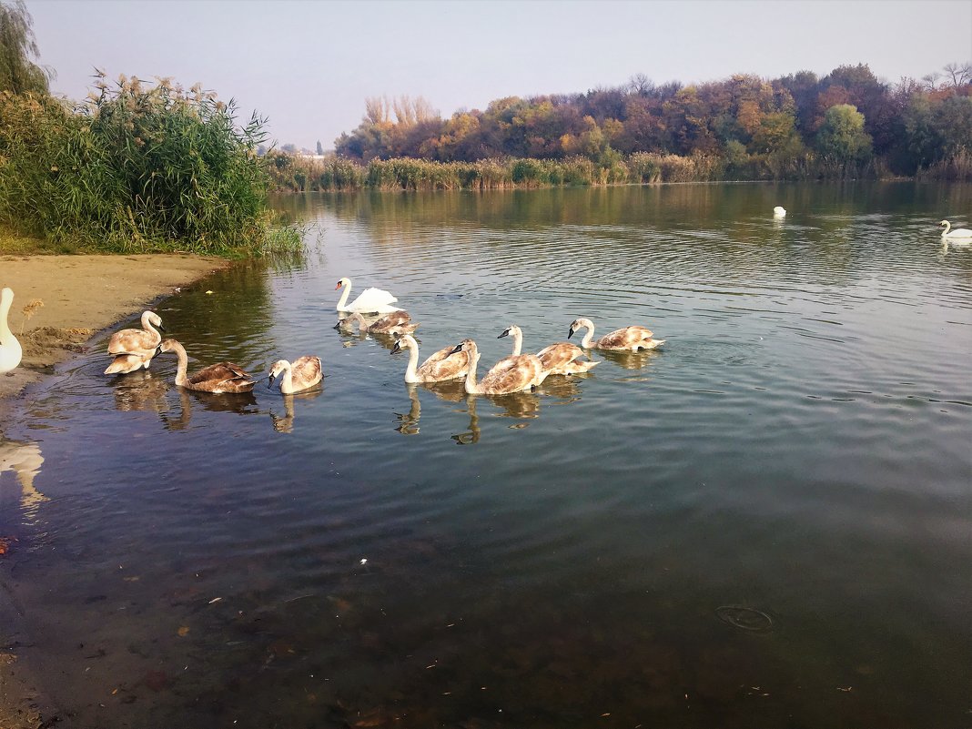 Лебеди на озере - Алла ZALLA