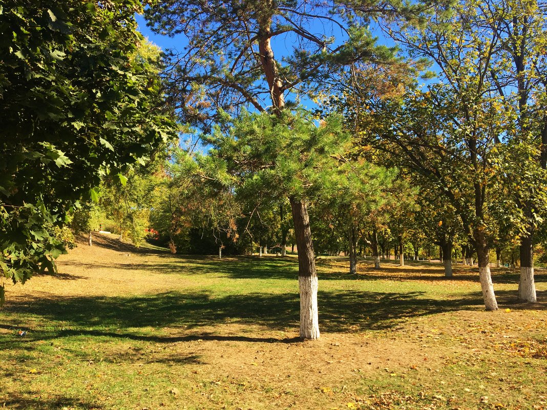 Осень в парке - Алла ZALLA