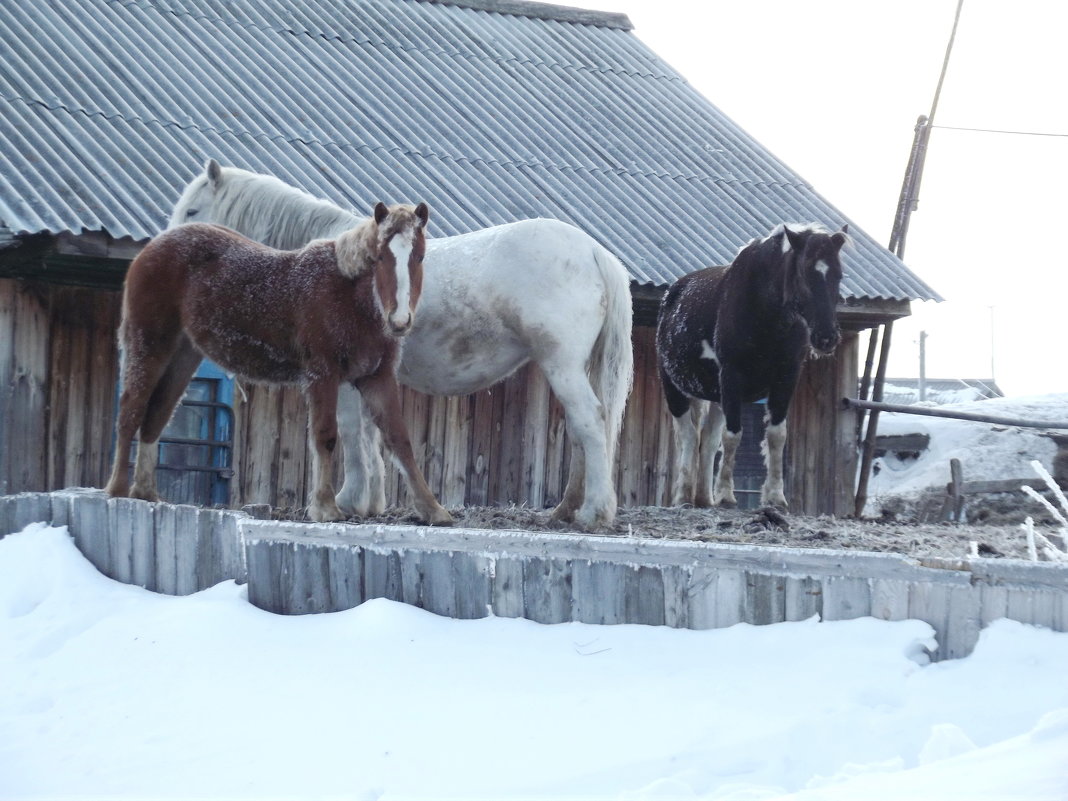 Зима... кони... 3 - Светлана Рябова-Шатунова