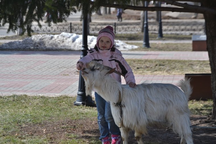 Ездовой козел Мартин и ребенок - Наталья 