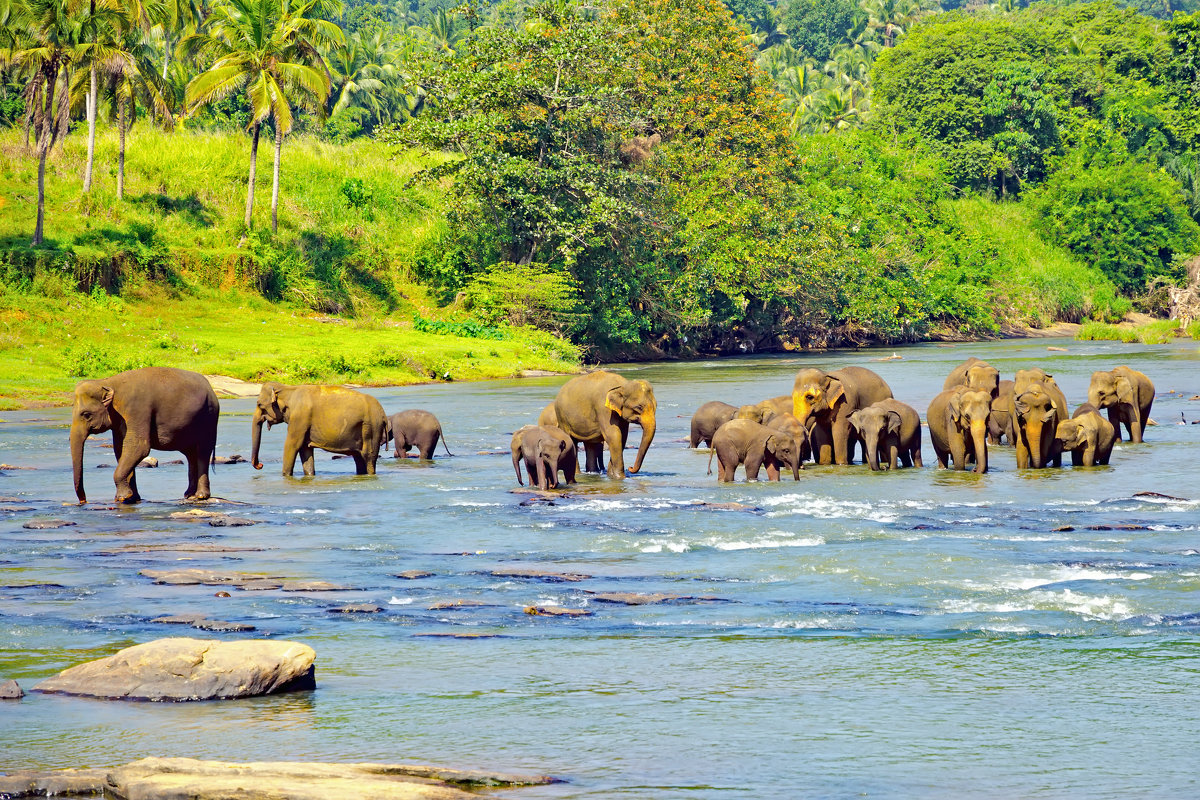 Стадо слонов на водопое. Пиннавела. Шри-Ланка - Павел Сытилин