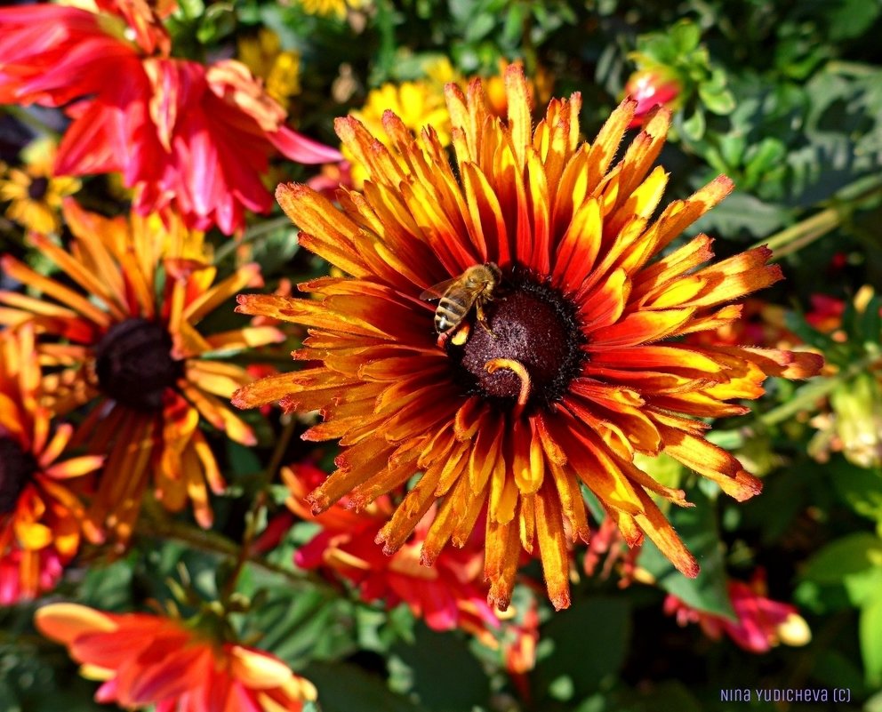 Пчела на цветке - Nina Yudicheva