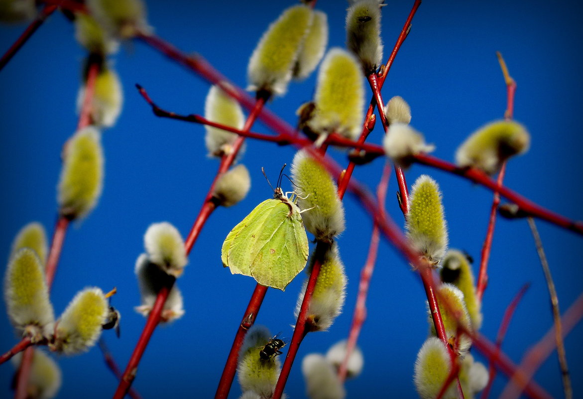 опять бабочки...8 (на первой апрельской пыльце) - Александр Прокудин