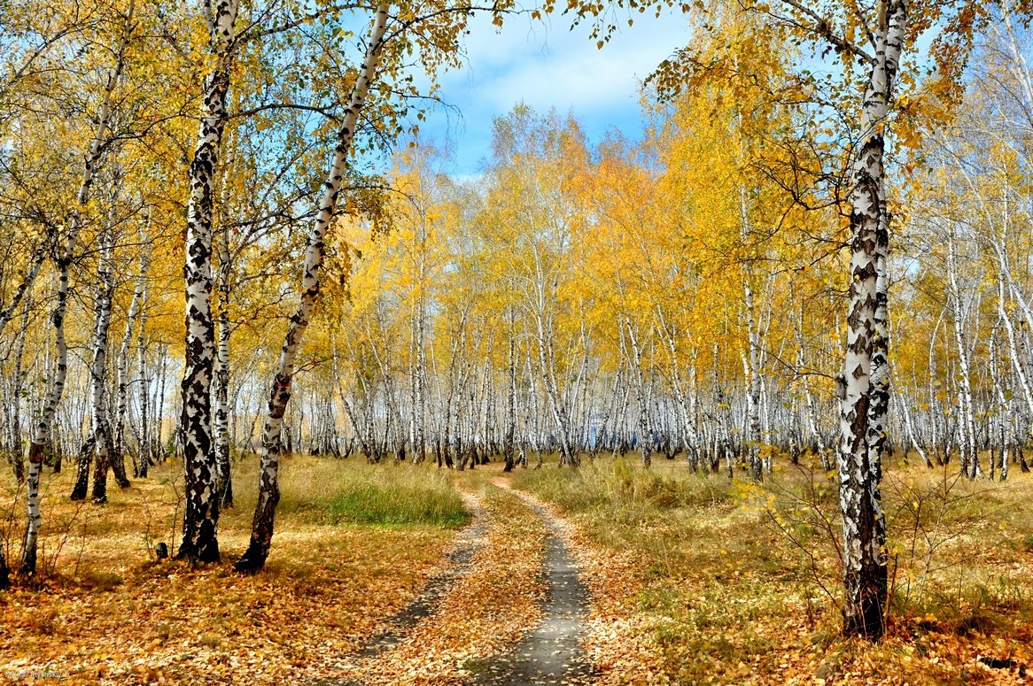 Смотреть онлайн Белокурую блядь трахают в уральском лесу по осени бесплатно