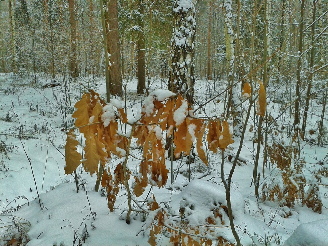 дубок - Владимир 