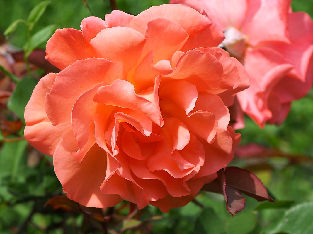 Роза в парке - wea *