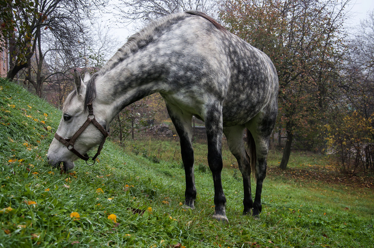 Пока еще трава зеленая... (О белой в яблоках лошадке) - Наталья Костенко