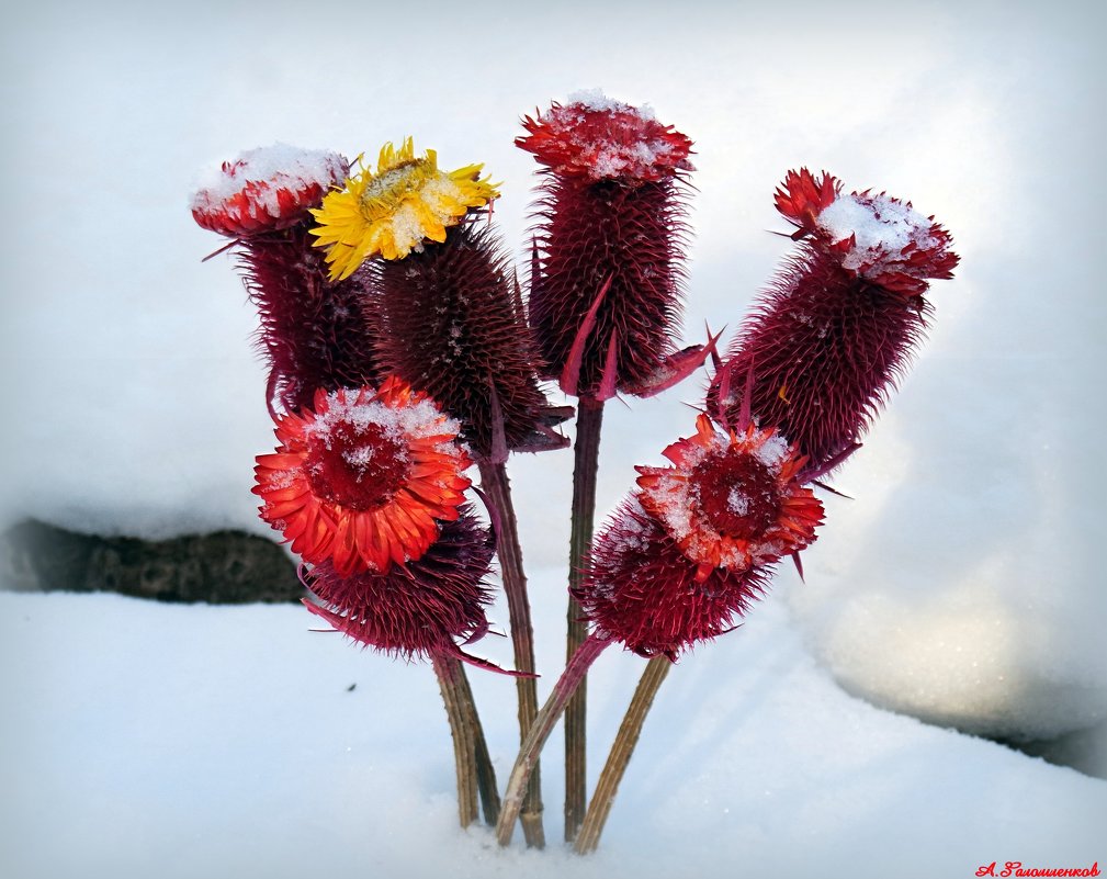 В поисках аленьких цветочков в декабре...:-) - Андрей Заломленков