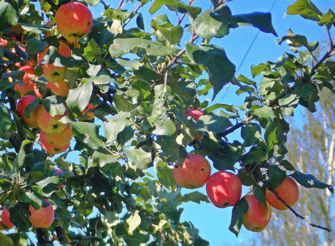 Сказочные яблочки под проводами - Фотогруппа Весна