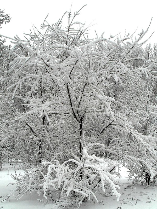 Снежный лес. - nadyasilyuk Вознюк