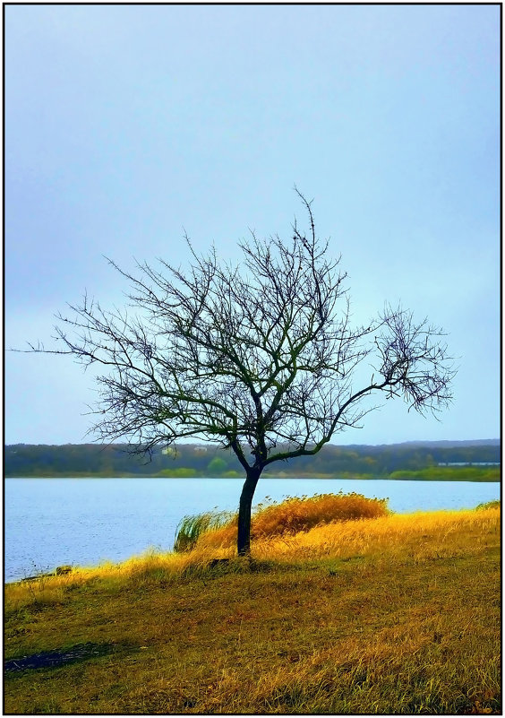 Одинокое дерево - Михаил Малец