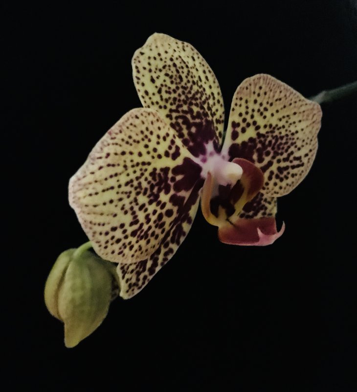 Моя орхидея - Любовь 